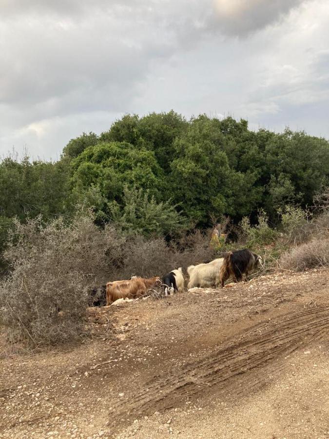 דירות מצפה הילה בניחותא מראה חיצוני תמונה